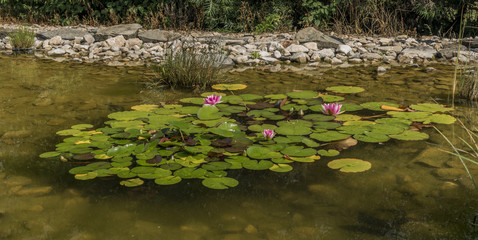 Obraz na płótnie Canvas Small pond with water lily and green grass