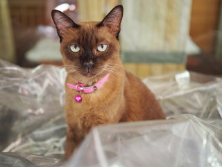 Brown Siamese cat standing, looking, on crease plastic cover
