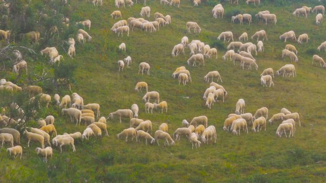 Herd of Sheeps graze alpine pasture on rocky mountain steep slope meadow