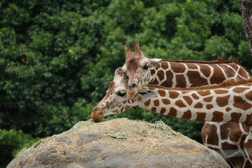 頰を寄せ合うアミメキリン