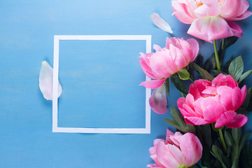 Fresh peony pink flowers with square frame close up, copy space on blue background