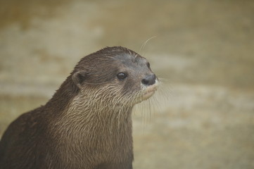 かわいいコツメカワウソ
