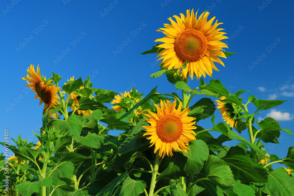 Wall mural beautiful sunflower against blue sky