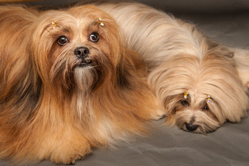 Lhasa-apso. Two dogs are pressed against each other.
