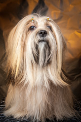 Lhasa-apso. Dog sitting on its hind legs.