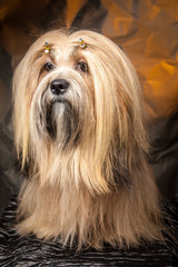 Lhasa-apso. Dog sitting on its hind legs.