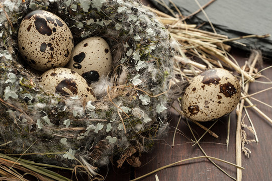 quail eggs in a nest over old wooden background close-up