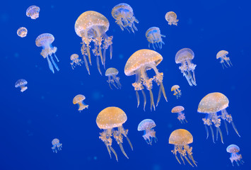 Spotted jellyfishes. Phyllorhiza punctata is a species of jellyfish, also known as the Australian spotted jellyfish or the White-spotted jellyfish