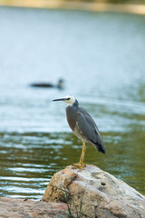 Lake Heron vert with duck