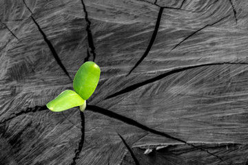 New development and renewal as a business concept.Tree on stump log.