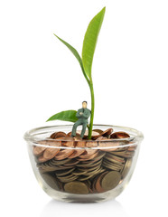 green tea leaf isolated on white background