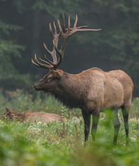 Bull Elk 