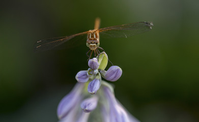Dragonfly sitting on top of a hosta flower
