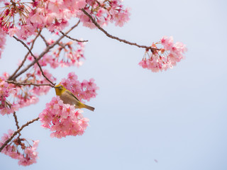 Obraz premium メジロと桜