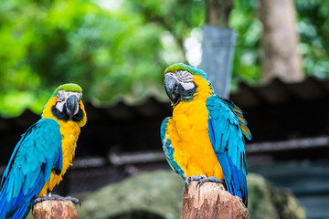 Blue throated macaw in Thai © Kobchai M.