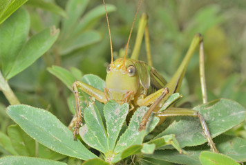 Doe of grasshopper 7