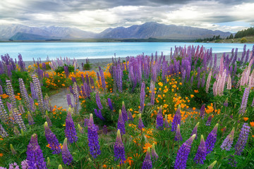 Fototapety  Krajobraz na polu łubinu jeziora Tekapo w Nowej Zelandii
