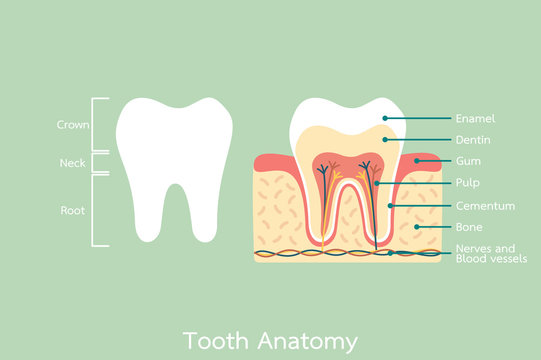 healthy tooth anatomy with word