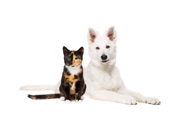 cat and white puppy