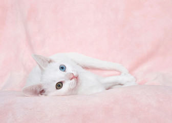 Fototapeta na wymiar One cute white kitten with heterochromia, or odd-eyed. one blue and one greenish brown. Laying on a textured pink blanket sideways looking at viewer.