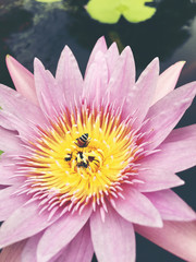 Honey bee collects pollen showing its pollen baskets and flies away on lotus flower in the pond. Saturated colors and vibrant detail make this an almost surreal image, vintage tone.