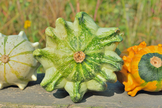 Pumpkins 3