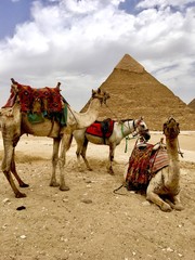 Camels and Great Pyramids of Giza . Egypt 