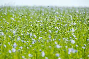 Large field of flax in bloom in spring