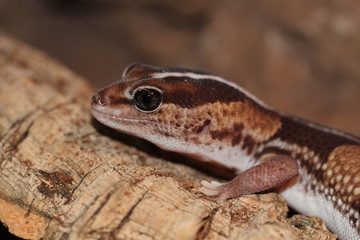 Gecko à queue grasse