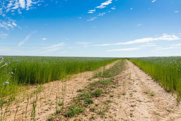 Fototapeta na wymiar Large field of flax in bloom in spring