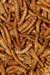 Vers de Farine, Nourriture du Futur 3