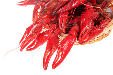 Crawfish, white background, close-up