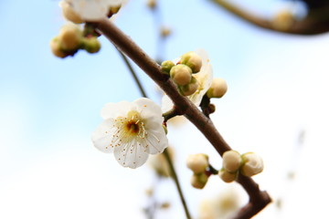 梅54