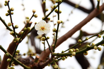 梅55