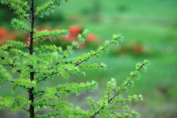 カラマツの若葉