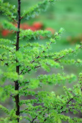 カラマツの若葉