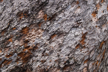 ree bark background, old bark. 100 year
