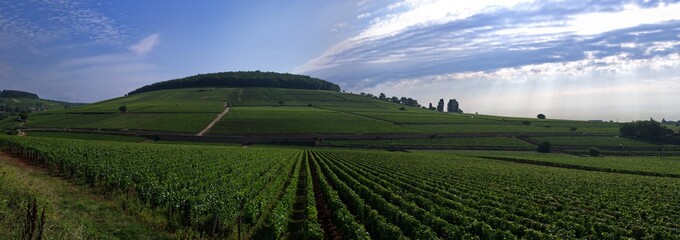Vignobles d'Aloxe-Corton