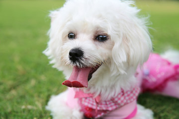 Cute White Matlese Dog Puppy Laying in the Grass