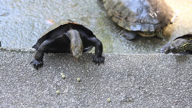 エサを食べるカメ