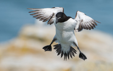 Razorbill