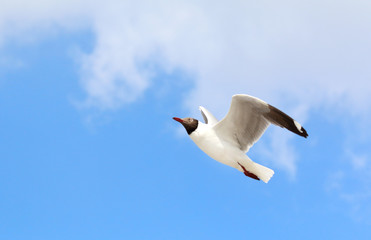 Fototapeta premium Seagull flying in the blue sky.