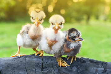 Chicks morning sun