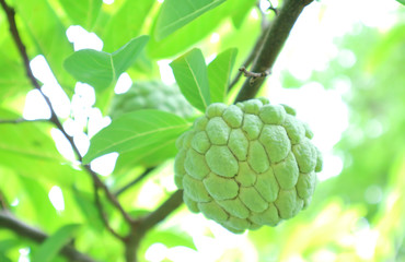 sugar apple or custard apple growing on a tree