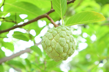 Fototapeta premium sugar apple or custard apple growing on a tree