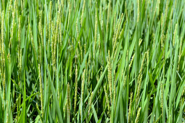 Fototapeta na wymiar Green rice field with rice plants growing in Japan
