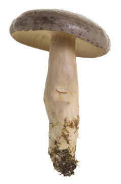 Mushroom, Lactarius trivialis isolated on white background