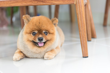 Old pomeranian dog was waiting for his owner, animal feeling concept.