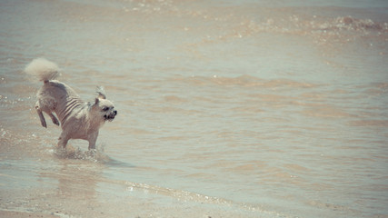 Dog running happy fun on beach when travel at sea