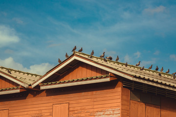 Many grey Pigeons Sitting on the Roof on a Sunny Day. vintage tone.